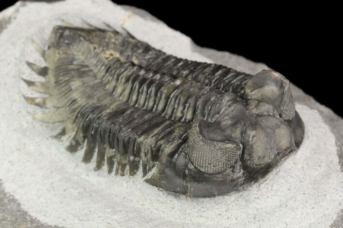 Coltraneia Trilobite Fossil - Huge Faceted Eyes #125238